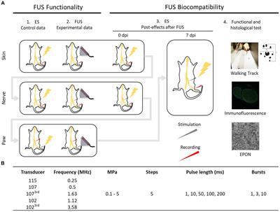 Assessment of focused ultrasound stimulation to induce peripheral nerve activity and potential damage in vivo